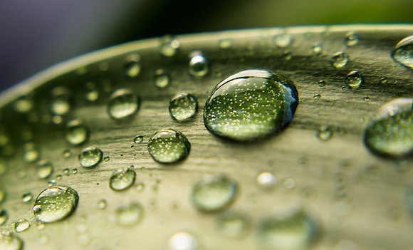 Raindrops on the leaf