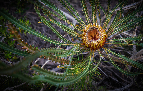 Dwarf banksia flower