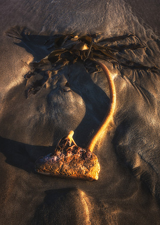 Seaweed in the sunset