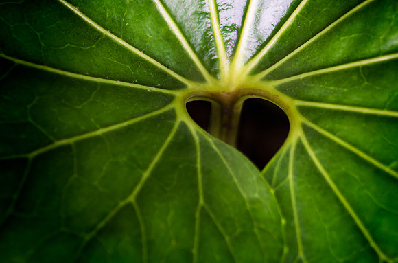 Empty Heart