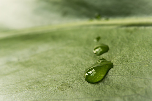 Three dew dropps