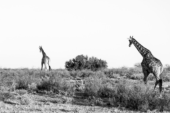 Kalahari Desert Namibia