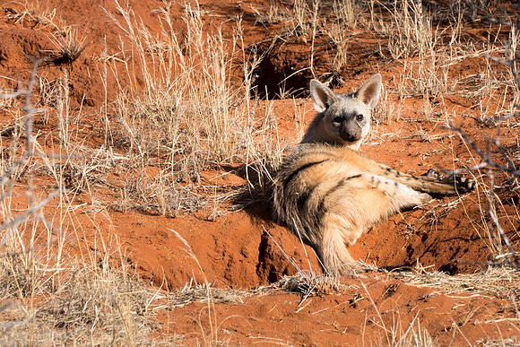 Kalahari Desert Namibia