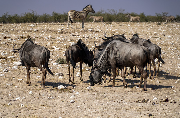 Etosha Namibia