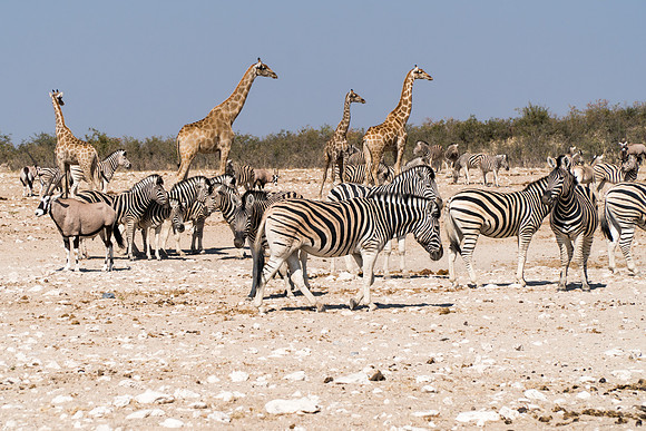 Etosha Namibia