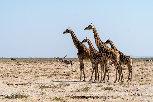 Etosha Namibia