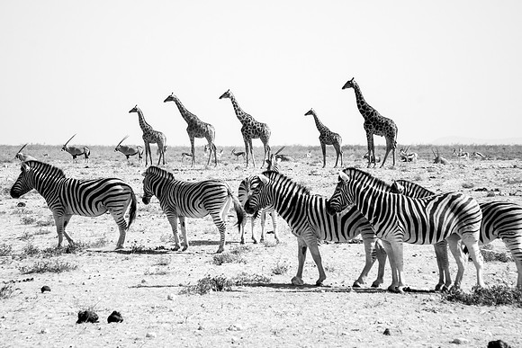 Etosha Namibia
