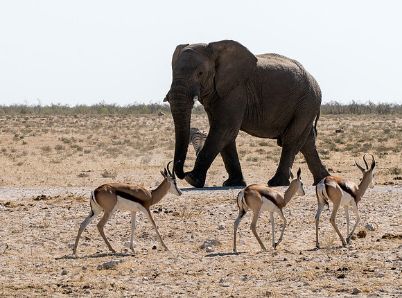 Etosha Namibia