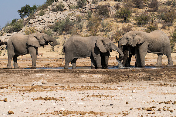 Etosha Namibia