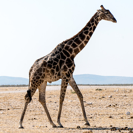 Etosha Namibia