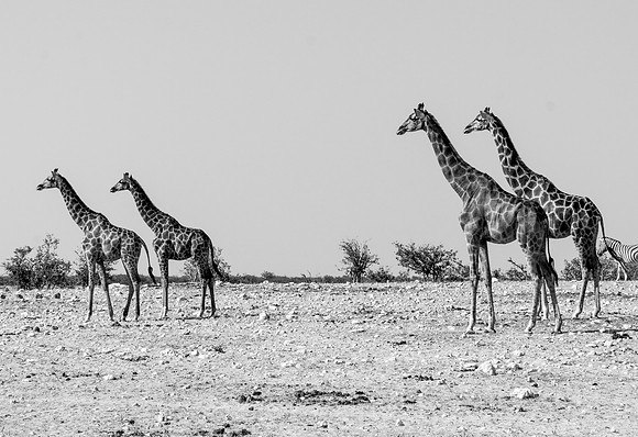 Etosha Namibia