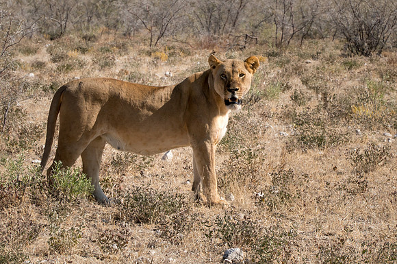 Etosha Namibia