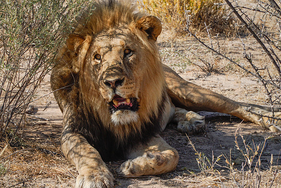 Etosha Namibia