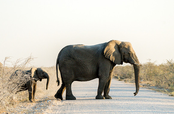 Etosha Namibia