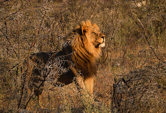Etosha Namibia