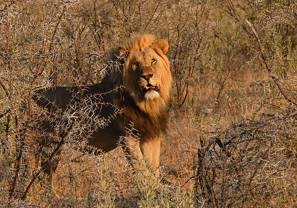 Etosha Namibia
