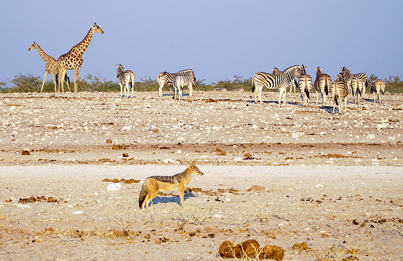 Etosha Namibia