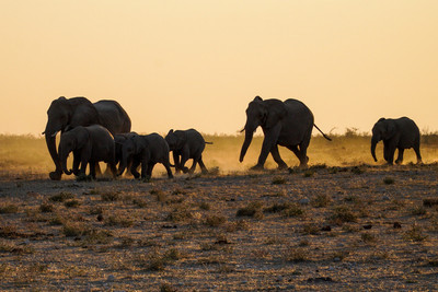 Etosha Namibia