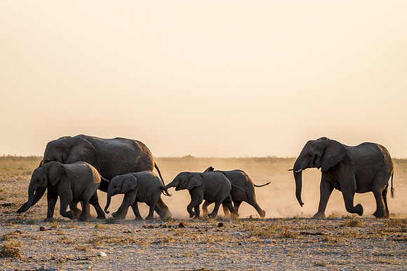 Etosha Namibia