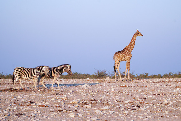 Etosha Namibia