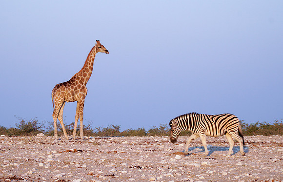 Etosha Namibia