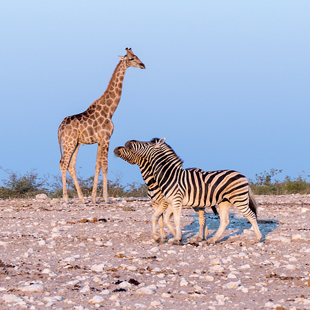 Etosha Namibia