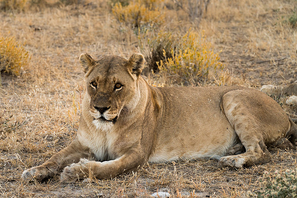 Etosha Namibia