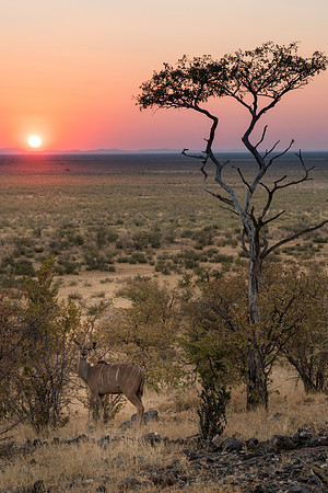 Etosha Namibia