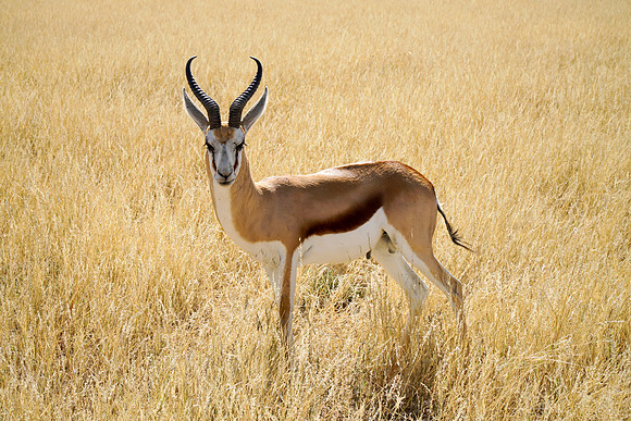 Etosha Namibia