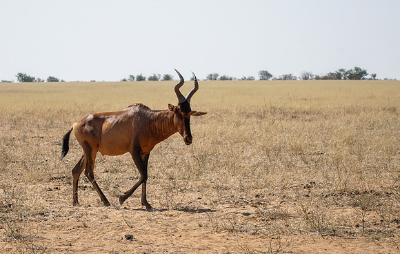 Etosha Namibia