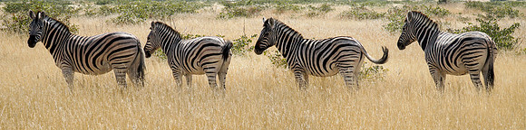 Etosha Namibia
