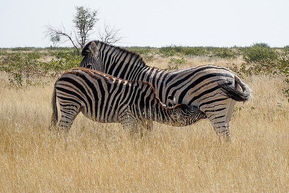 Etosha Namibia