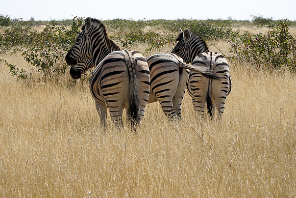 Etosha Namibia