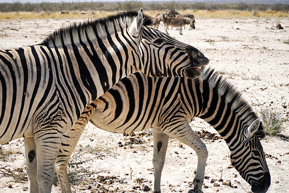Etosha Namibia