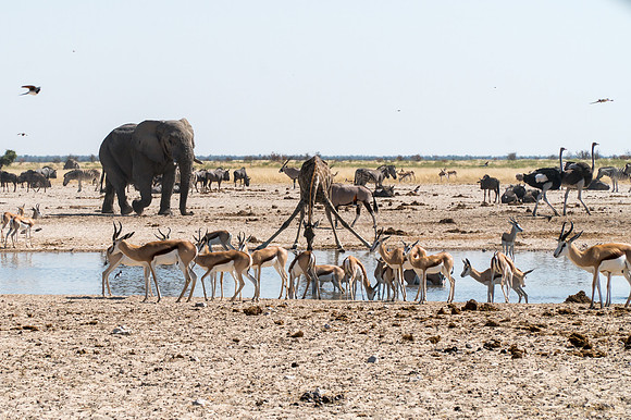 Etosha Namibia