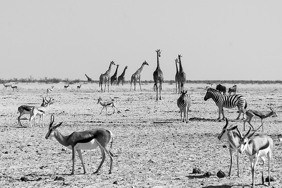 Etosha Namibia