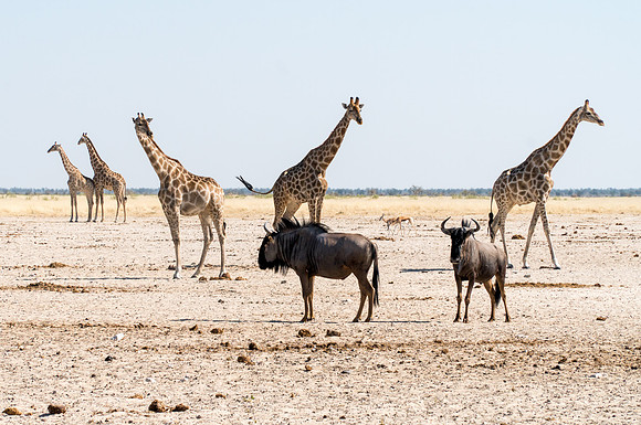 Etosha Namibia