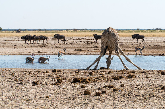 Etosha Namibia