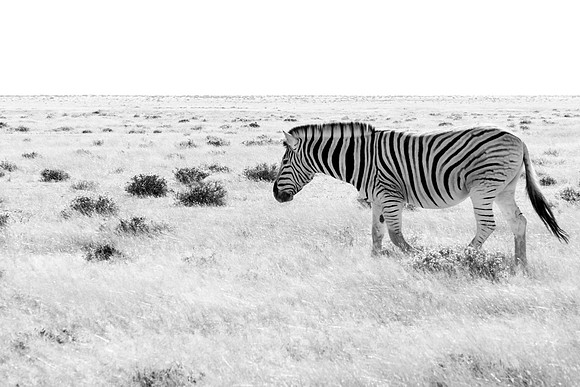 Etosha Namibia