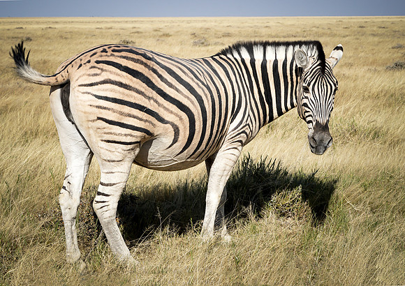 Etosha Namibia