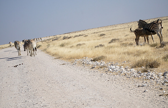 Etosha Namibia