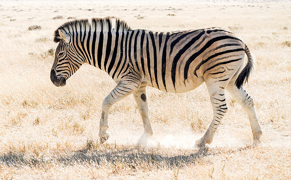 Etosha Namibia