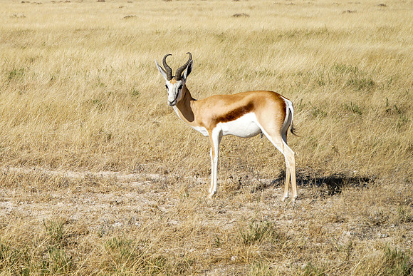 Etosha Namibia