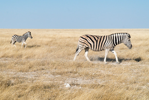 Etosha Namibia