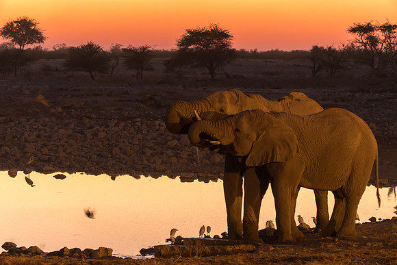 Etosha Namibia