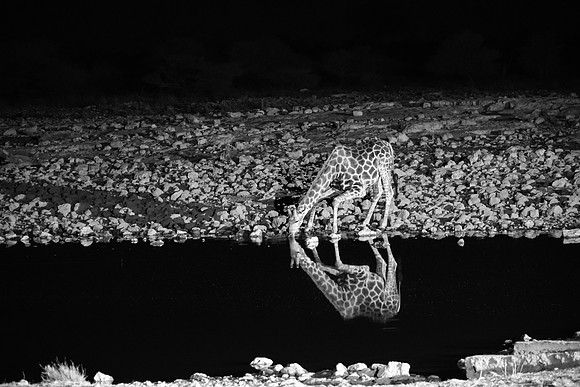 Etosha Namibia