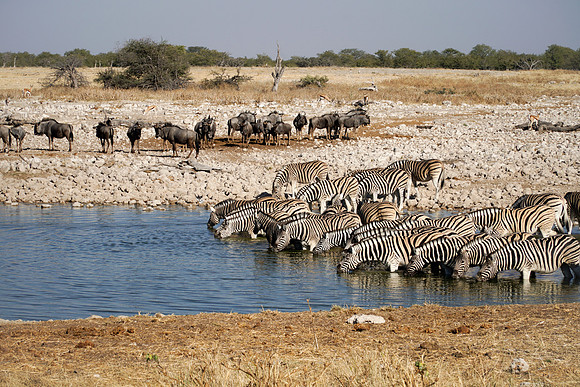 Etosha Namibia