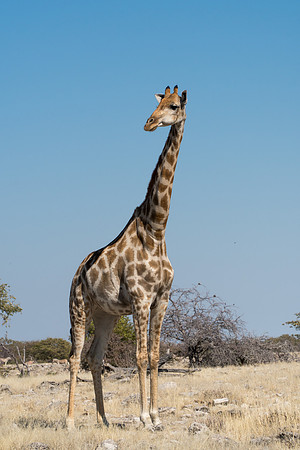 Etosha Namibia