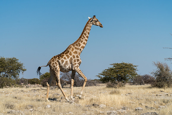 Etosha Namibia