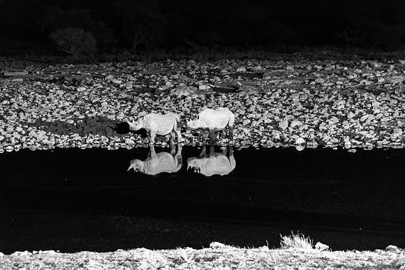Etosha Namibia